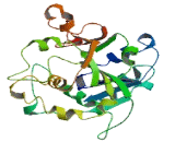 Xyloside Xylosyltransferase 1 (XXYLT1)