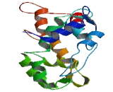 EF-Hand Calcium Binding Domain Protein 12 (EFCAB12)