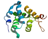 Chromosome 3 Open Reading Frame 36 (C3orf36)