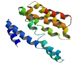 Chromosome 3 Open Reading Frame 38 (C3orf38)