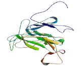 EGF Domain Specific O-Linked N-Acetylglucosamine Transferase (EOGT)