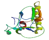 Chromosome 3 Open Reading Frame 67 (C3orf67)