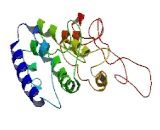 Chromosome 4 Open Reading Frame 22 (C4orf22)