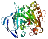 Chromosome 4 Open Reading Frame 29 (C4orf29)