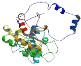 Chromosome 5 Open Reading Frame 22 (C5orf22)