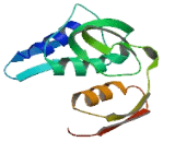 Chromosome 5 Open Reading Frame 24 (C5orf24)