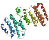 Chromosome 5 Open Reading Frame 36 (C5orf36)