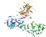 Chromosome 5 Open Reading Frame 42 (C5orf42)