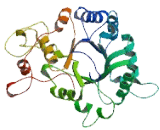 Trafficking Protein Particle Complex 13 (TRAPPC13)