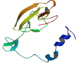 Testis Expressed Protein 43 (TEX43)