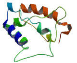 EXOC3 Antisense Gene Protein 1 (EXOC3-AS1)