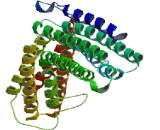 Chromosome 6 Open Reading Frame 118 (C6orf118)