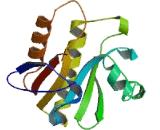 O-Acetyl-ADP Ribose Deacetylase 1 (OARD1)