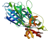 Chromosome 6 Open Reading Frame 132 (C6orf132)