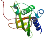 Chromosome 6 Open Reading Frame 136 (C6orf136)