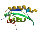 PX Domain Containing Protein 1 (PXDC1)