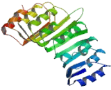 Leucine Rich Repeat Containing Protein 73 (LRRC73)