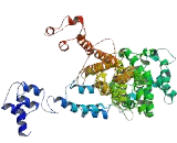 Centrosomal Protein 85kDa Like Protein (CEP85L)