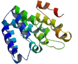 Chromosome 6 Open Reading Frame 25 (C6orf25)