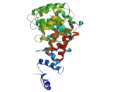 Armadillo Repeat Containing Protein 12 (ARMC12)