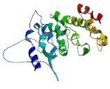 Chromosome 7 Open Reading Frame 28A (C7orf28A)