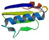 Mitochondrial Assembly Of Ribosomal Large Subunit Protein 1 (MALSU1)