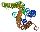 Serine Rich Single Pass Membrane Protein 1 (SSMEM1)