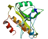 N-Acetyltransferase 16 (NAT16)