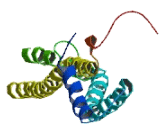 Chromosome 7 Open Reading Frame 57 (C7orf57)