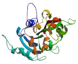 Chromosome 7 Open Reading Frame 60 (C7orf60)