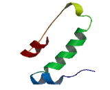 Chromosome 7 Open Reading Frame 61 (C7orf61)