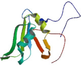 RNA Binding Motif Protein 48 (RBM48)