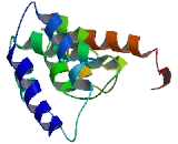 Chromosome 7 Open Reading Frame 65 (C7orf65)