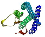 Chromosome 8 Open Reading Frame 33 (C8orf33)