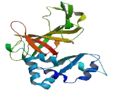 MCM Domain Containing Protein 2 (MCMDC2)