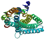 Chromosome 8 Open Reading Frame 48 (C8orf48)