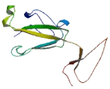 Chromosome 8 Open Reading Frame 58 (C8orf58)