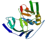 Chromosome 8 Open Reading Frame 82 (C8orf82)