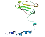 Chromosome 8 Open Reading Frame 86 (C8orf86)