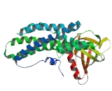 Rho Guanine Nucleotide Exchange Factor 39 (ARHGEF39)