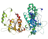 Excision Repair Cross Complementing Rodent Repair Deficiency Complementation 6 Like Protein 2 (ERCC6L2)