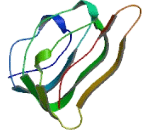 Chromosome 9 Open Reading Frame 153 (C9orf153)