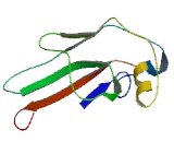 GSN Antisense Gene Protein 1 (GSN-AS1)