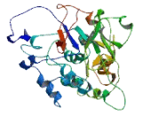 Chromosome 9 Open Reading Frame 91 (C9orf91)