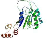 Chromosome Transmission Fidelity Protein 18 (CHTF18)