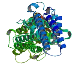 Chromosome X Open Reading Frame 23 (CXorf23)