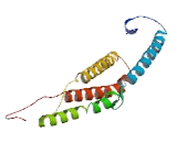 Chromosome X Open Reading Frame 38 (CXorf38)