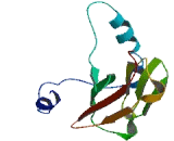 PIH1 Domain Containing Protein 3 (PIH1D3)