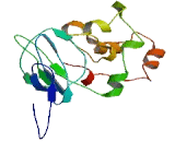 Chromosome X Open Reading Frame 56 (CXorf56)