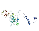 Chromosome X Open Reading Frame 58 (CXorf58)